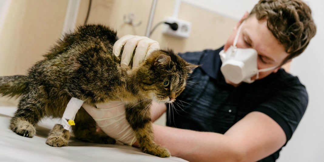 Les malades du Covid-19 peuvent infecter leurs compagnons à quatre pattes, montre une étude