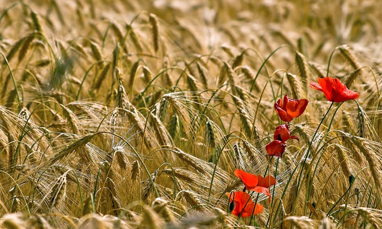 Campagne céréalière 2019-2020 : Production définitive estimée à 32 millions de quintaux