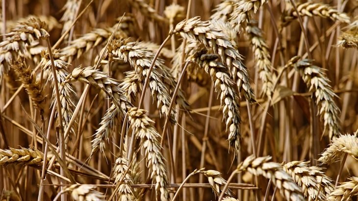Les importations des céréales en hausse de 51% en août 2020