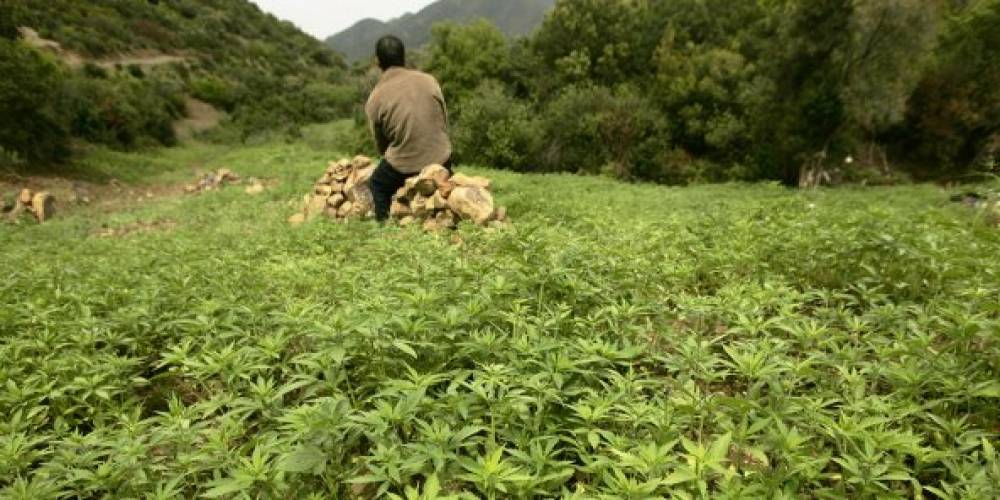 Cannabis : le Maroc devrait aller plus loin dans la dépénalisation