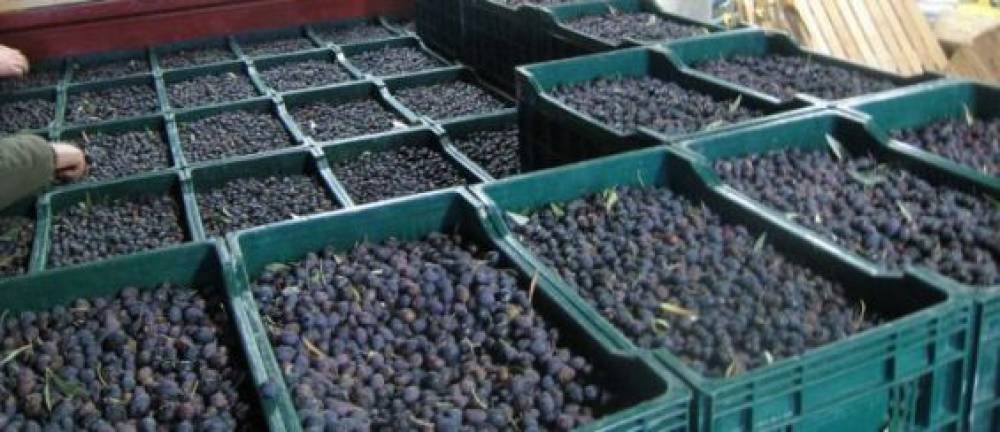 Olives noires importées par les USA : Le Maroc détrône l’Espagne et augmente ses exportations