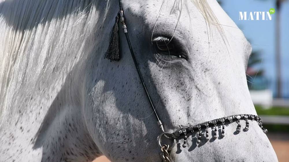 Consécration de 24 des meilleurs chevaux du Maroc