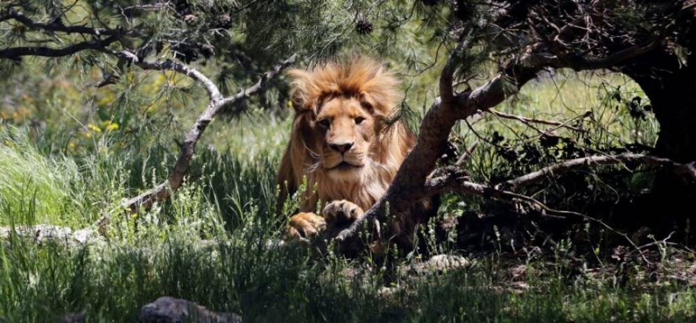 Le monde au chevet d’une nature en danger au congrès de l’UICN