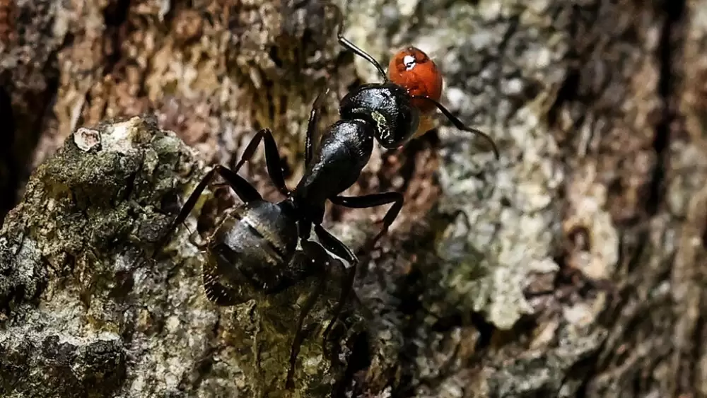 Au moins 20 millions de milliards de fourmis à travers le monde