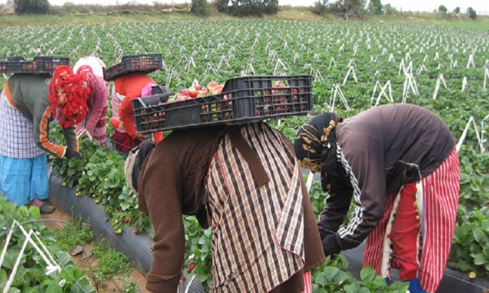 Emplois saisonniers : L’Espagne recrute 3.000 ouvrières marocaines supplémentaires