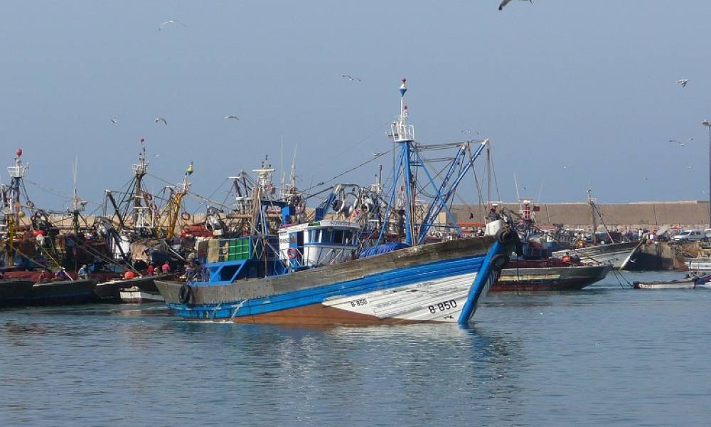 Voici les espèces de poissons interdites de pêche pendant 5 ans au large des côtes atlantiques