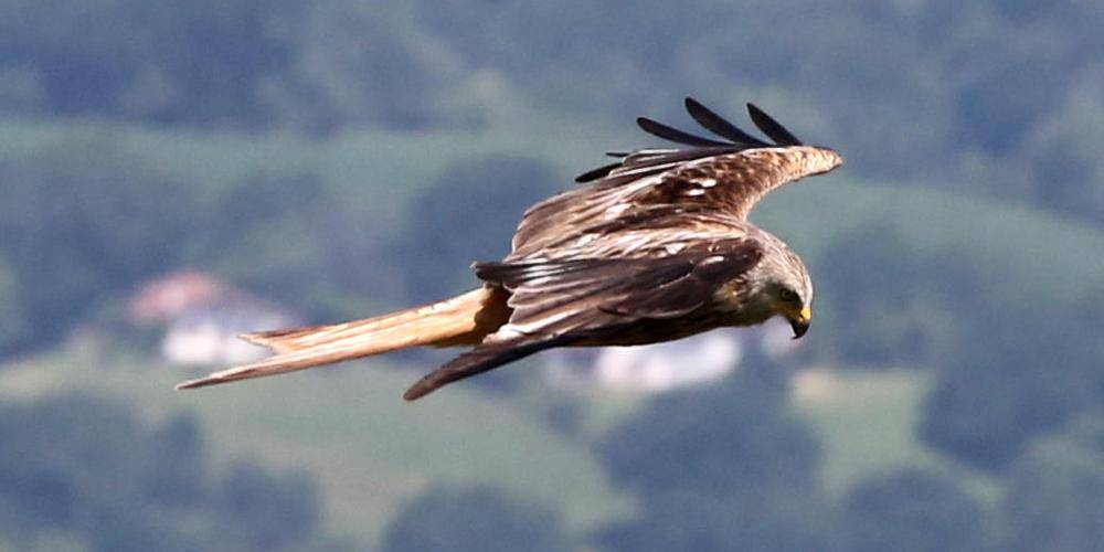 Biodiversité : la moitié des espèces d’oiseaux en déclin dans le monde