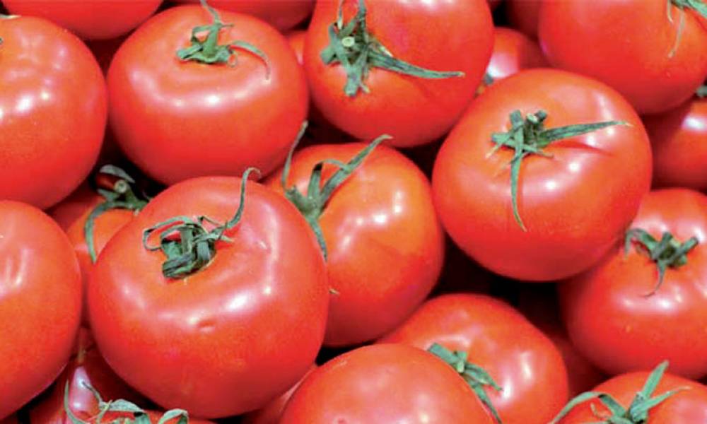 Exportations de tomates : Le Maroc pourrait devancer l’Espagne cette année