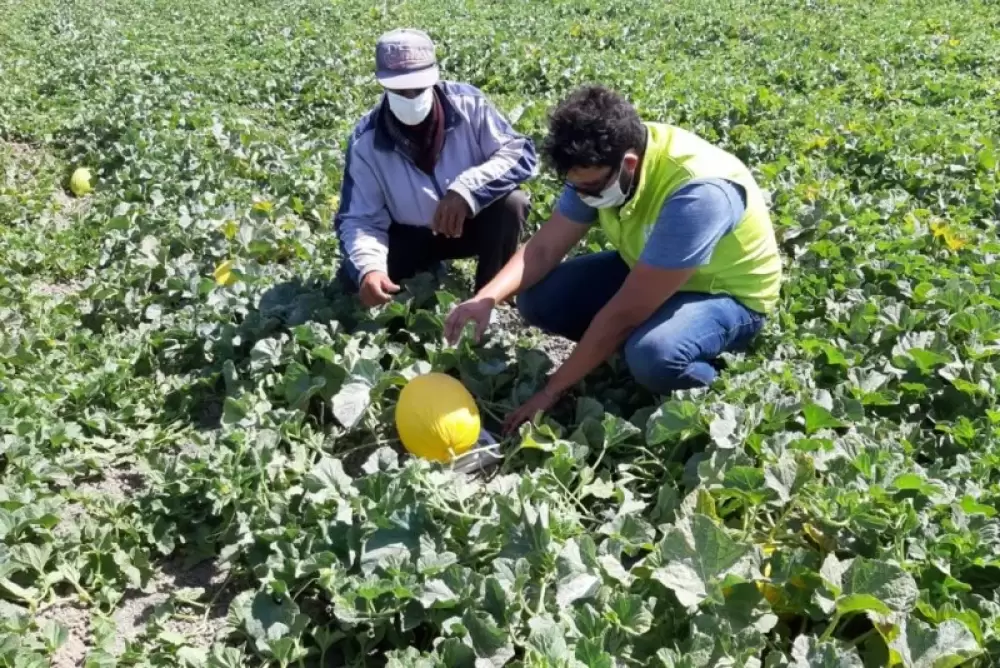 Agriculture: Les Etats-Unis ont acheté les fruits et légumes marocains de manière "agressive" cette année