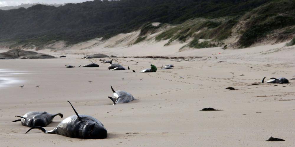 Australie : 230 cétacés échoués, « environ la moitié » présumés morts