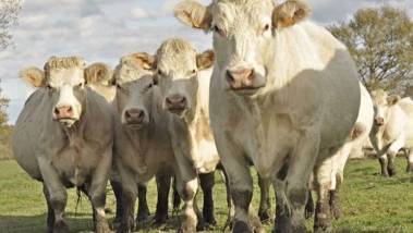 France: Un virus détecté dans trois élevages de bo...