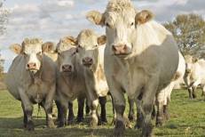 France: Un virus détecté dans trois élevages de bovins