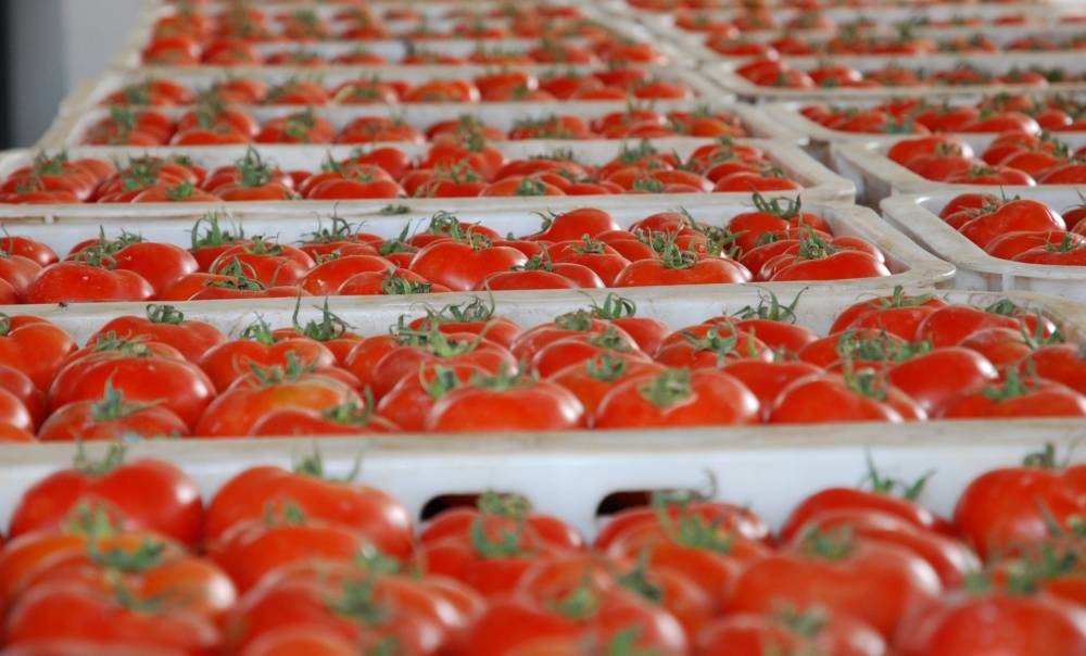 Tomates marocaines : nouveau record à l'export en 2023