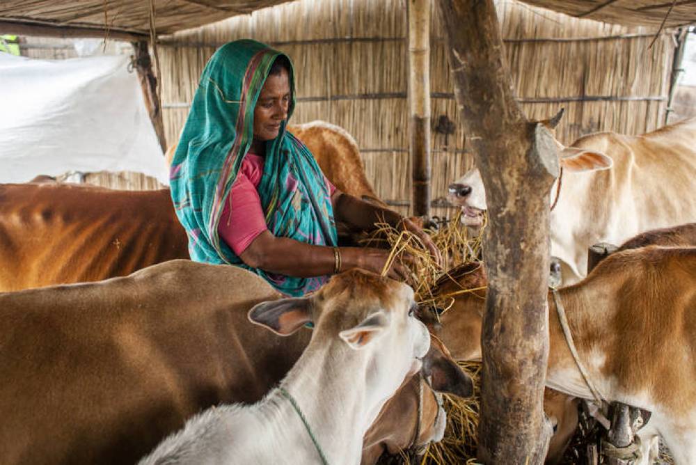 La FAO appelle au renforcement du secteur de l’élevage