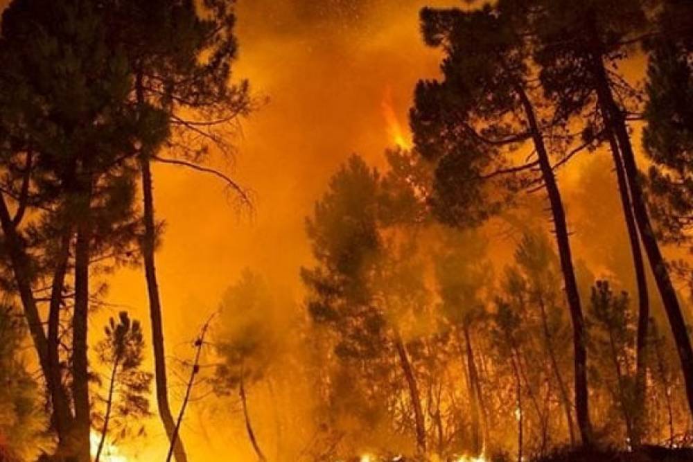 Le nord de l'Algérie en proie à des incendies dévastateurs