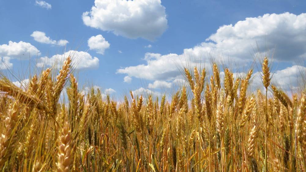 Céréales: une production de 55,1 millions de quintaux pour la campagne 2022-2023