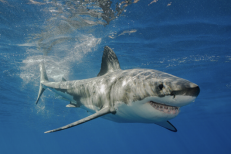 Maroc : Une touriste allemande meurt après une attaque de requin au large de Dakhla