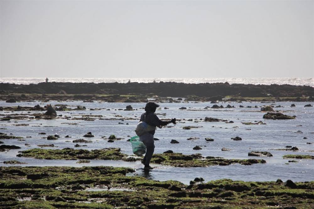 Cueillette des algues marines à El Jadida : Une importante activité génératrice de revenu