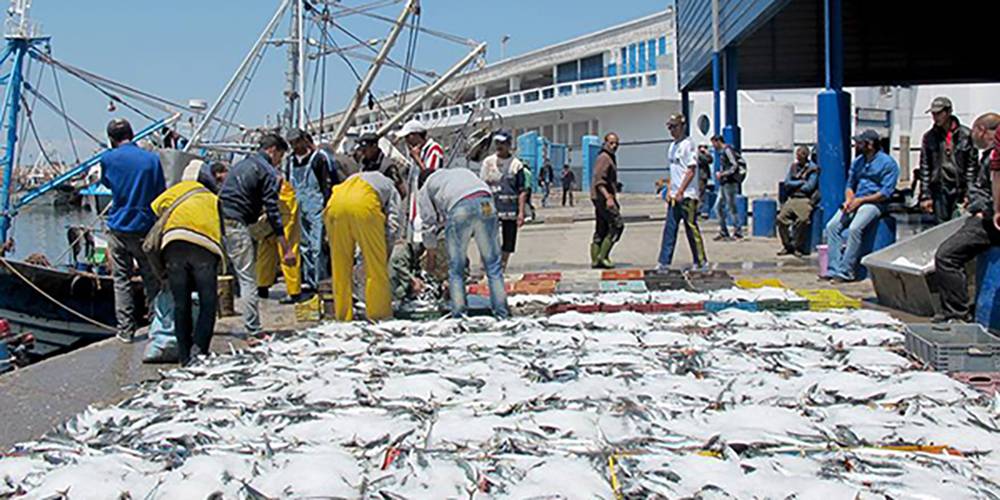 Port de Boujdour: baisse de 25% des débarquements de pêche