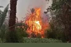 Un violent incendie ravage des centaines de palmiers à Zagora