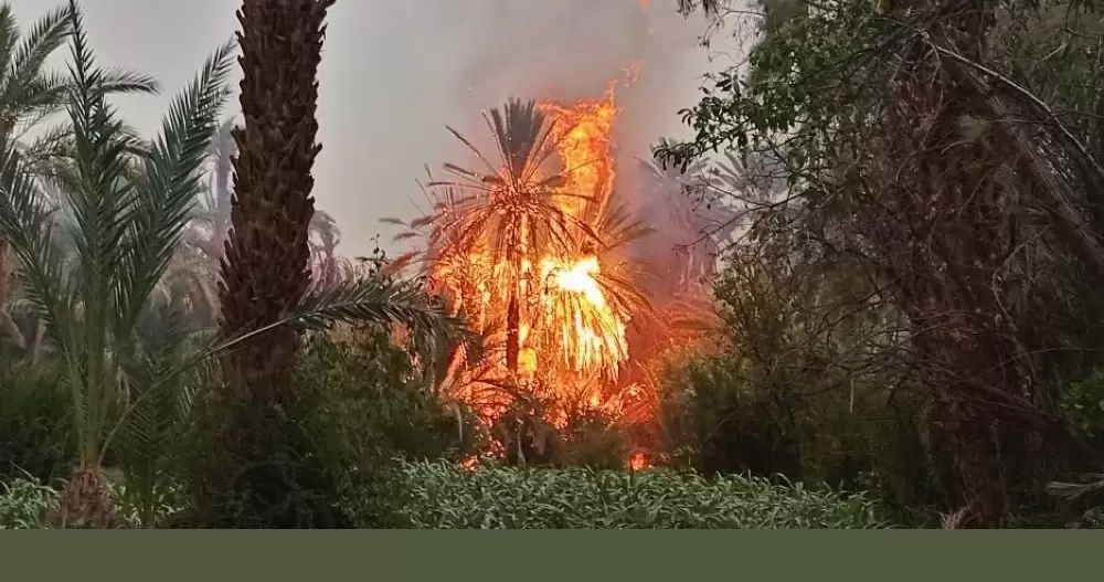 Un violent incendie ravage des centaines de palmiers à Zagora