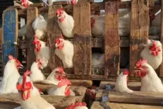 Le Maroc suspend les importations de volailles portugaises après l’apparition d’un foyer de grippe aviaire