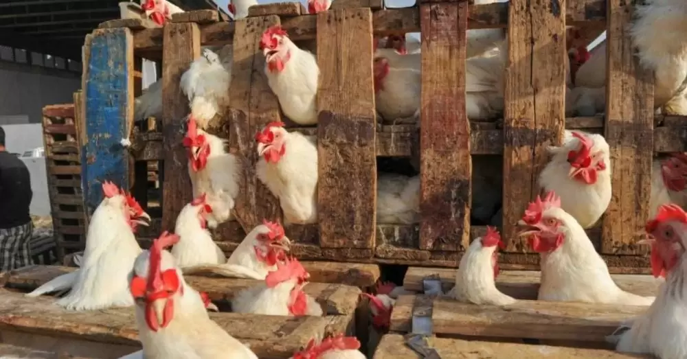 Le Maroc suspend les importations de volailles portugaises après l’apparition d’un foyer de grippe aviaire
