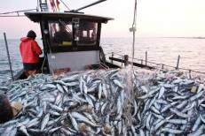 ONP : baisse de 9% des débarquements de pêche au port d'Al Hoceima