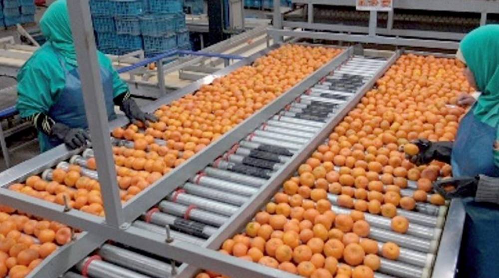 Agrumes : le Maroc vise +10 % d’exportations malgré la crise hydrique