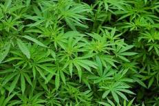 Le Maroc autorise la vente de 67 produits à base de cannabis