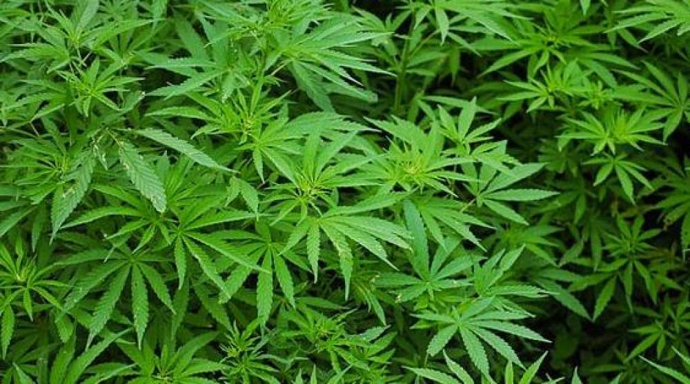 Le Maroc autorise la vente de 67 produits à base de cannabis