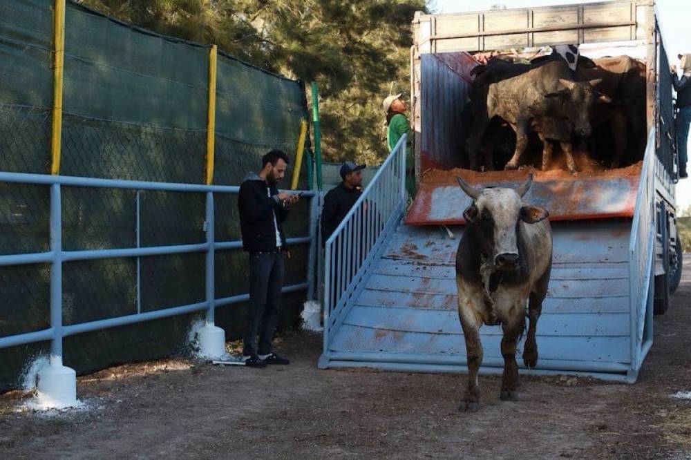 Importation de bovins : Un litige commercial bloque une cargaison de 30,3 MDH au port de Casablanca