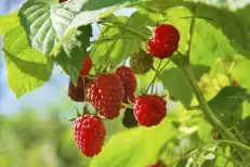 Nouveau record d’exportation des framboises marocaines en 2024/2025