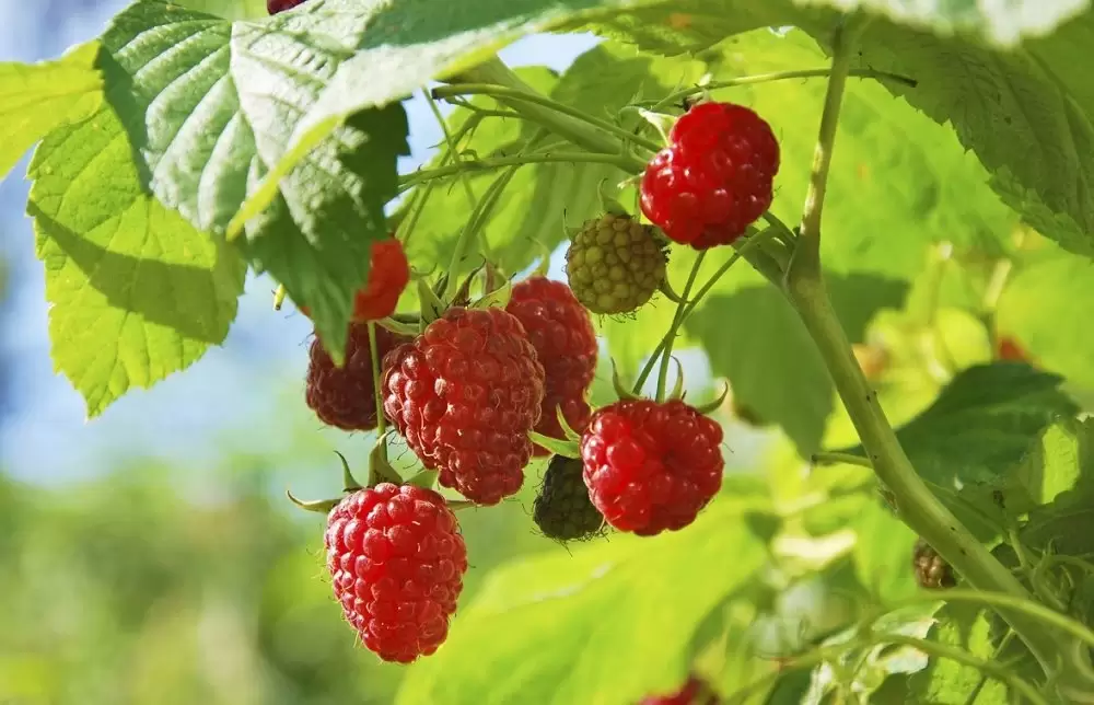 Nouveau record d’exportation des framboises marocaines en 2024/2025