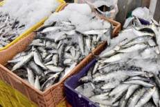 Pêche maritime : hausse de 66% des débarquements de sardines à fin août