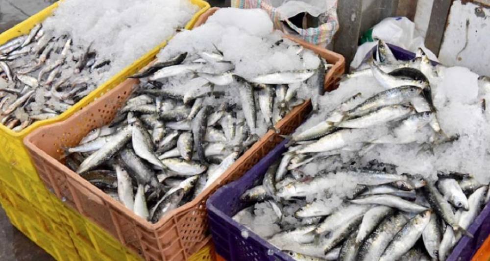 Pêche maritime : hausse de 66% des débarquements de sardines à fin août