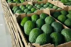 Avocat : une récolte record de 180 000 tonnes attendue dont une majorité destinée à l'export
