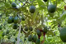 Les avocats marocains face à un début de campagne décisif