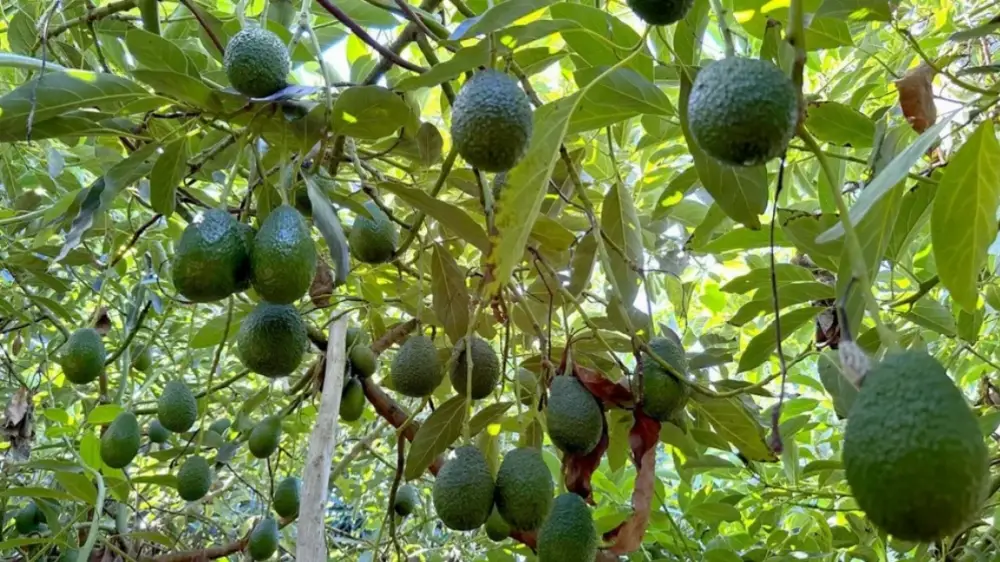 Les avocats marocains face à un début de campagne décisif
