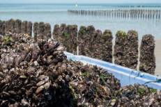 Agadir : Les coquillages d’Imi Ouaddar interdits à la récolte et à la vente