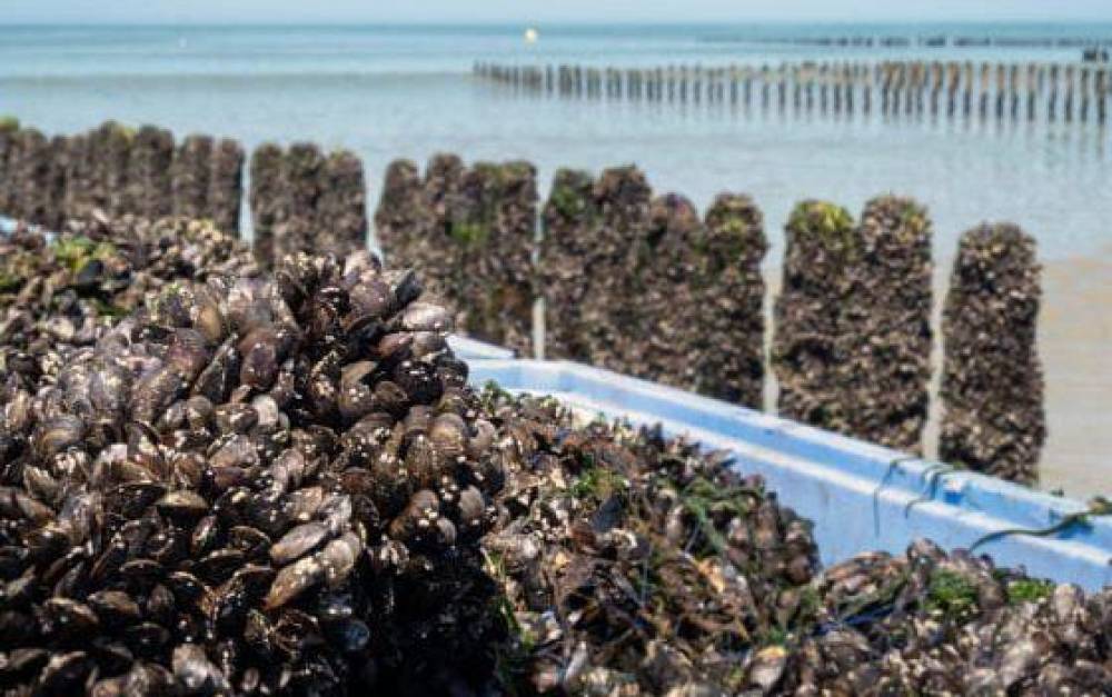 Agadir : Les coquillages d’Imi Ouaddar interdits à la récolte et à la vente