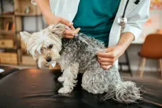 L’ONSSA lance une campagne gratuite de vaccination antirabique des animaux de compagnie