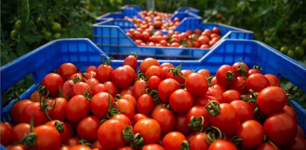 Le Maroc consolide sa place sur le marché européen de la tomate